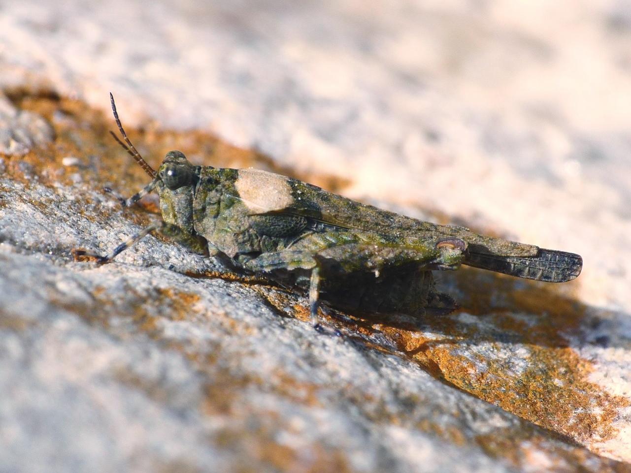 Paratettix meridionalis?